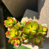 comment-small-img