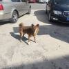 comment-small-img