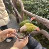 comment-small-img