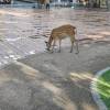 comment-small-img