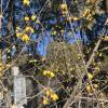 comment-small-img