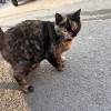 comment-small-img