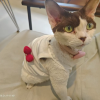 comment-small-img