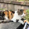 comment-small-img