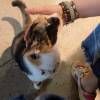 comment-small-img
