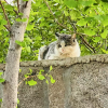 comment-small-img