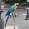 comment-small-img
