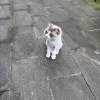 comment-small-img