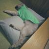 comment-small-img