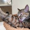 comment-small-img