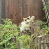 comment-small-img