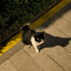 comment-small-img