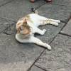 comment-small-img