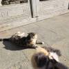 comment-small-img
