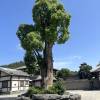 comment-small-img