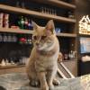 comment-small-img