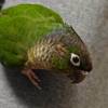 comment-small-img
