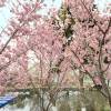 comment-small-img