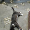 comment-small-img