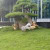 comment-small-img
