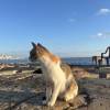 comment-small-img