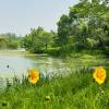 comment-small-img