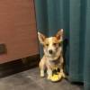 comment-small-img