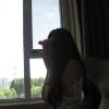 comment-small-img