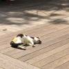 comment-small-img