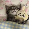 comment-small-img