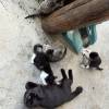 comment-small-img