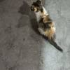 comment-small-img