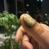 comment-small-img