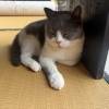 comment-small-img