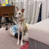 comment-small-img