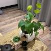 comment-small-img