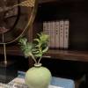 comment-small-img