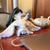 comment-small-img