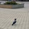 comment-small-img