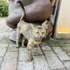 comment-small-img
