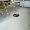 comment-small-img