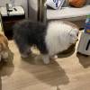 comment-small-img