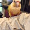 comment-small-img