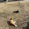 comment-small-img