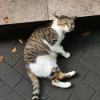 comment-small-img