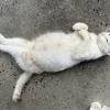 comment-small-img