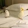 comment-small-img