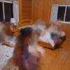 comment-small-img