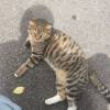 comment-small-img