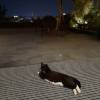 comment-small-img